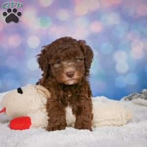 Cliffy, Mini Goldendoodle Puppy